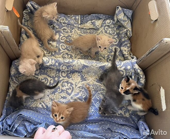 Котята в добрые руки бесплатно