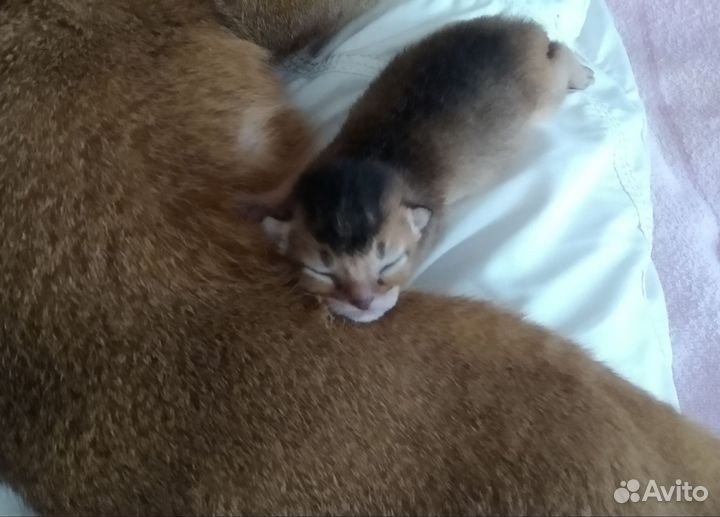 Абиссинский котёнок