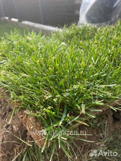 Продажа рулонного газона