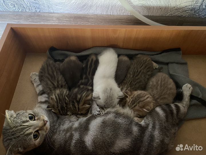 Шотландская