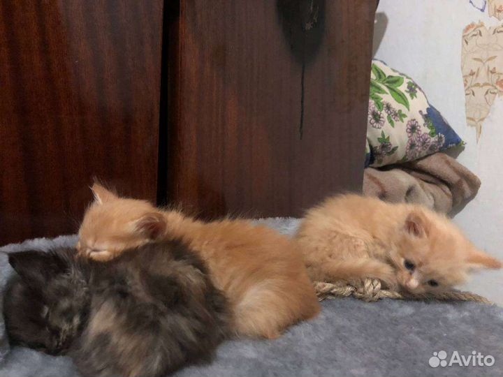 Котята в добрые руки