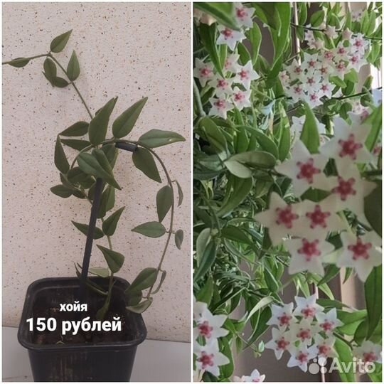 Комнатные цветы