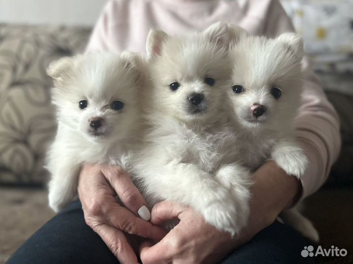 Щенки шпица