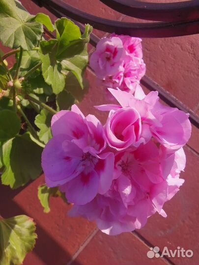 Пеларгония герань сортовая