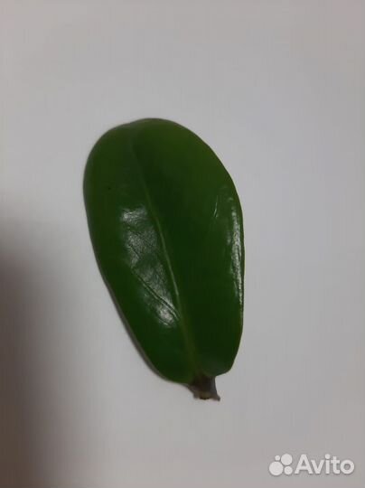 Замиокулькас набор