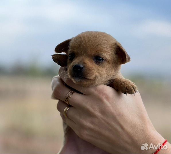 Отдам бесплатно щенка маленькой собачки девочка