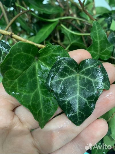 Плющь вечно зеленый