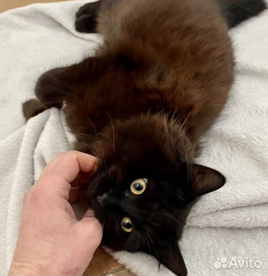 Шикарная черная кошечка ищет дом