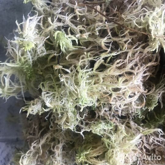 Мох сфагнум живой и сухой