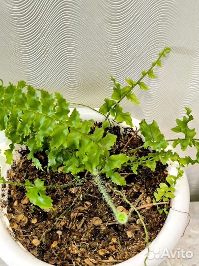 Папоротник комнатный кудрявый