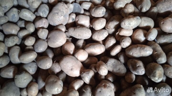 Продам сортовой картофель