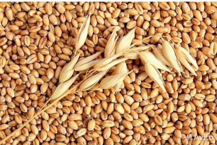 Пшеница ячмень