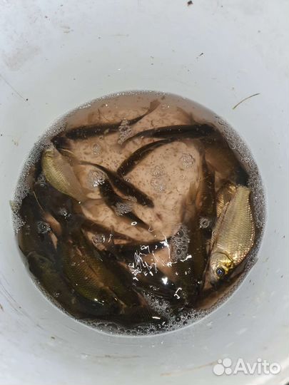 Живец карась