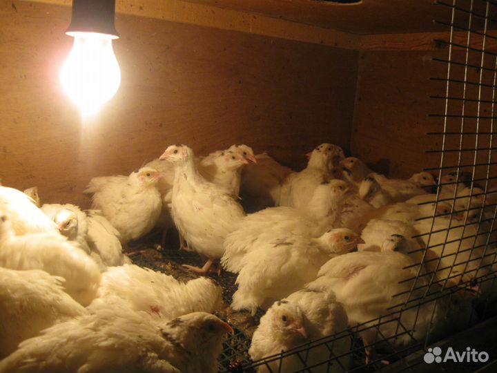 Продаю молодняк перепелов