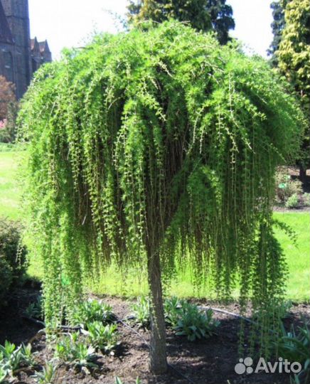 Лиственница Пендула европейская на штамбе