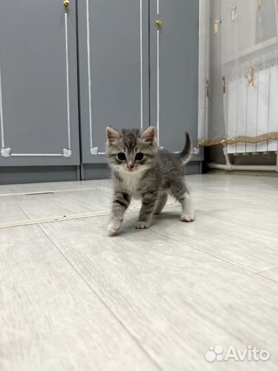 Шотландская кошка