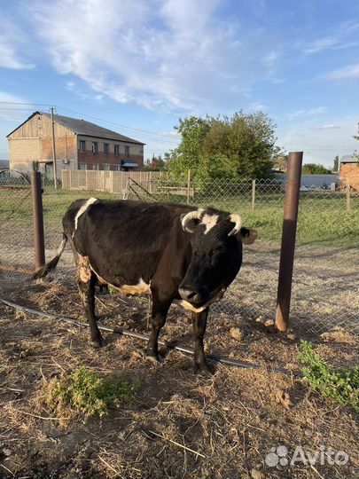 Корова дойная с теленком