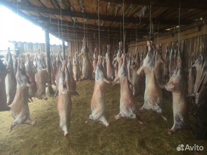 Овцы бараны козы крс