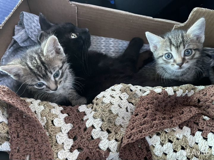 Котята в добрые руки
