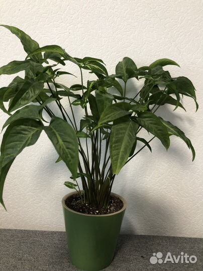 Сингониум ушковатый