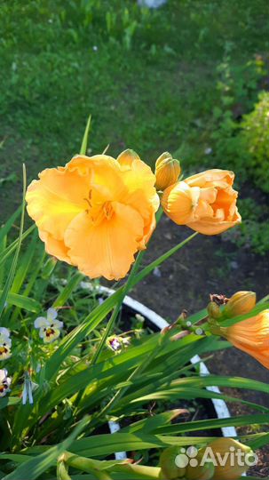 Лилейники сортовые