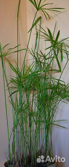 Циперус (Сыть зонтичная)