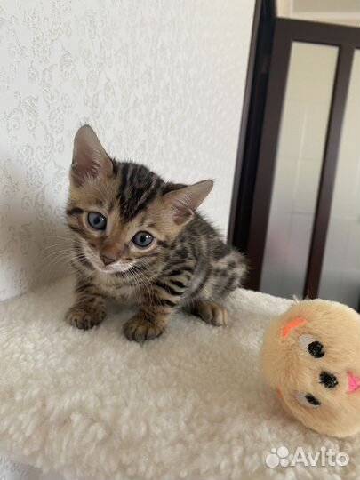 Бенгальский котенок
