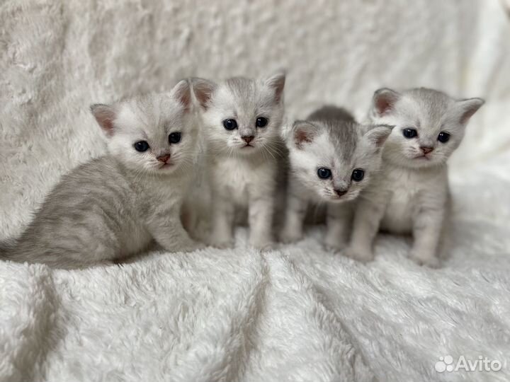 Шотландские котята медвежата