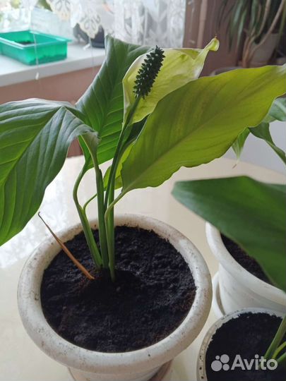 Спатифиллум