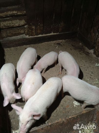 Продам поросят