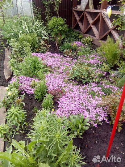 Многолетники