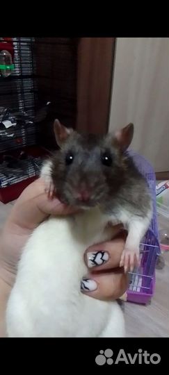 Крысы с клеткой