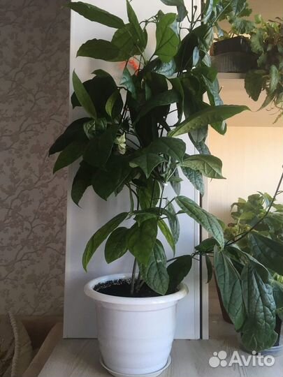 Клеродендрум