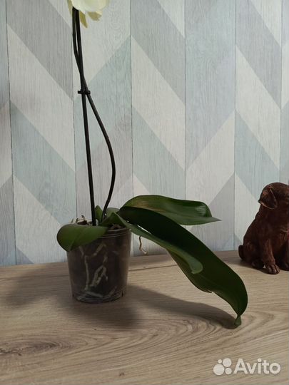 Орхидея биглип Лимончелло