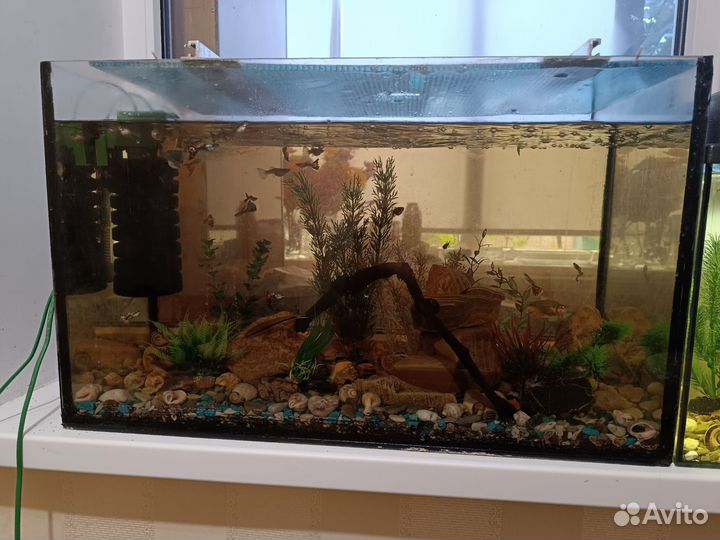 Два аквариума с рыбками