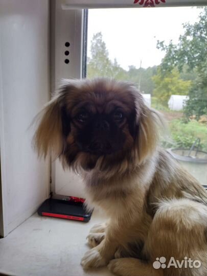 Вяска пекинеса девочка