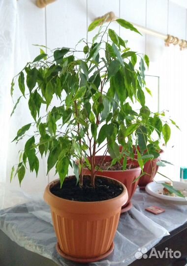 Фикус Бенджамина вариегатный(укоренённые черенки)