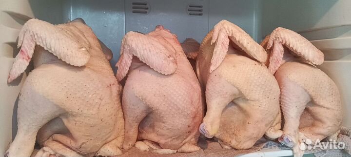 Куры бройлеры тушки мясо