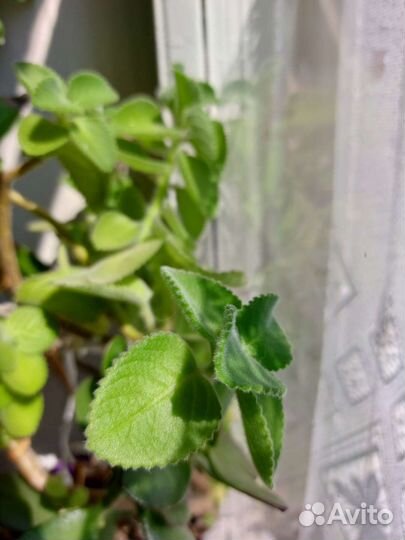 Домашняя мята