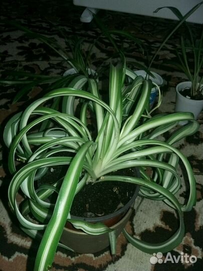 Хлорофитум