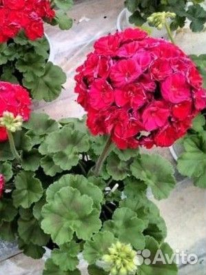 Пеларгония герань Сортовые