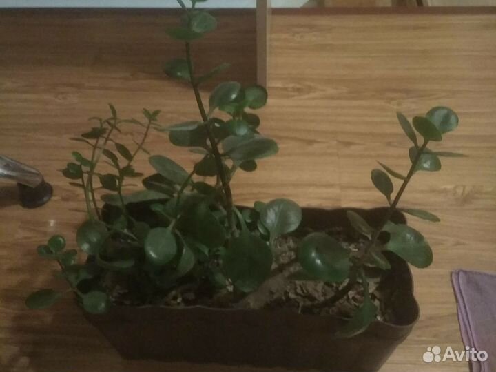 Толстянка цветок