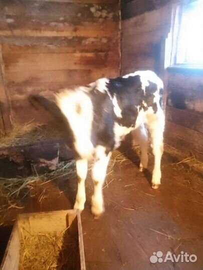 Бычки и быки