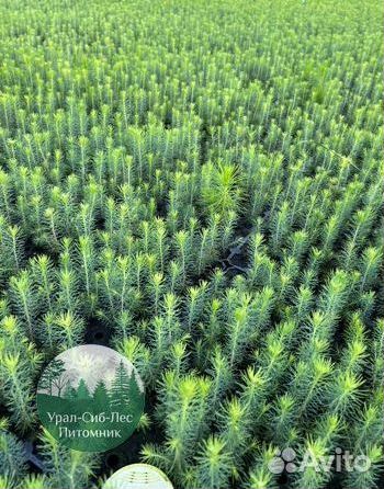 Зкс и окс Сосна Ель Лиственница сеянцы Голуб горн