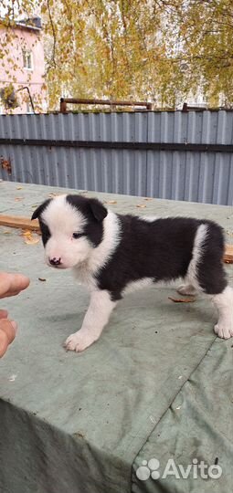 Карельская медвежья собака (лайка)