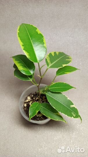 Фикус Бенджамина Николь