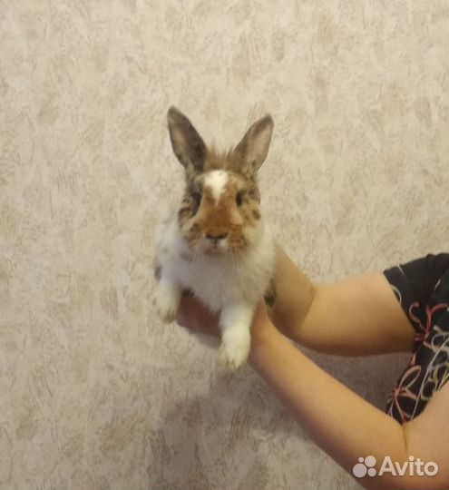 Декоративные карликовые кролики