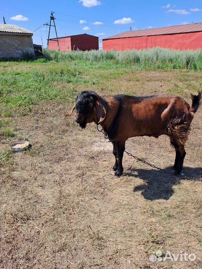 Нубийский козел