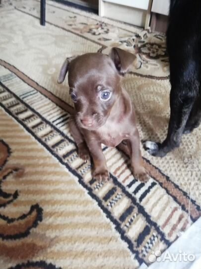 Той-терьер щенки