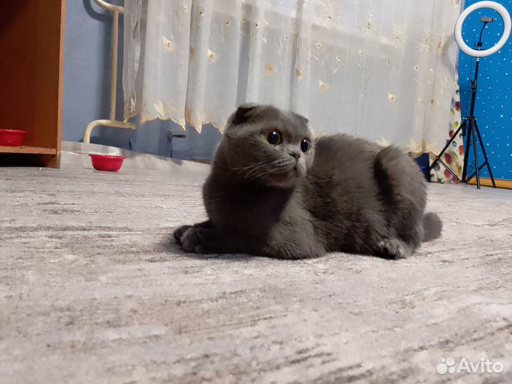 Британские котята